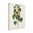 thumbnail image 2 of John James Audubon 'Hemlock Warbler' Canvas Art, 2 of 3
