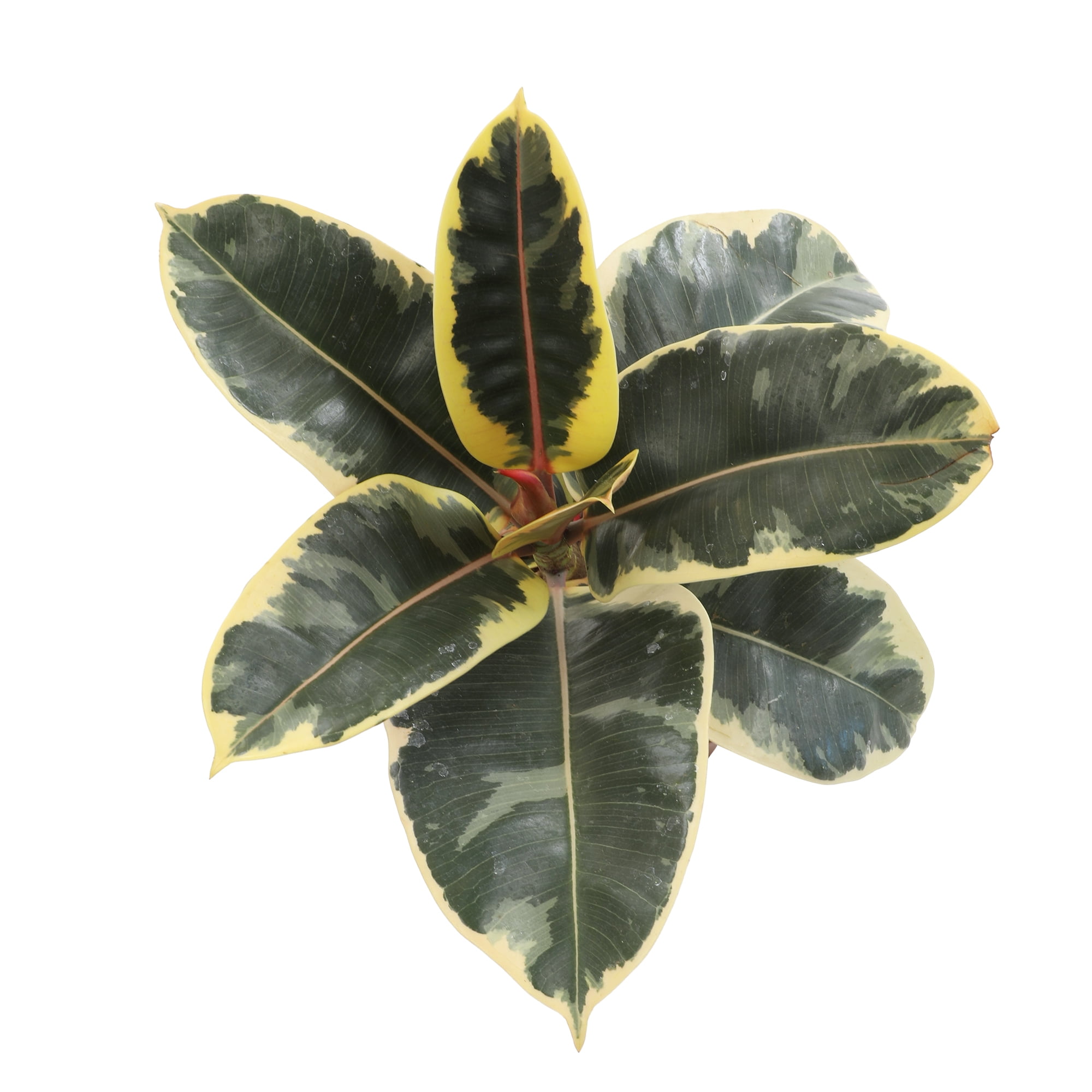 Element by Altman Plants 6in Rubber Tree Ficus Tineke Plant in H20 Self Watering Pot