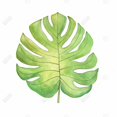 thumbnail image 3 of Tropical leaf - 36"x36" canvas - Print on demand, 3 of 5