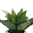 thumbnail image 4 of Northlight 13" Agave Artificial Potted Plant - Green, 4 of 6