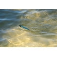 thumbnail image 6 of Berkley J-Walker 100 Topwater Fishing Lure, Blue Bullet, 1/2 oz, 6 of 10