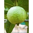 thumbnail image 6 of Peruvian White Guava Tree – Psidium Guajava, 6 of 6