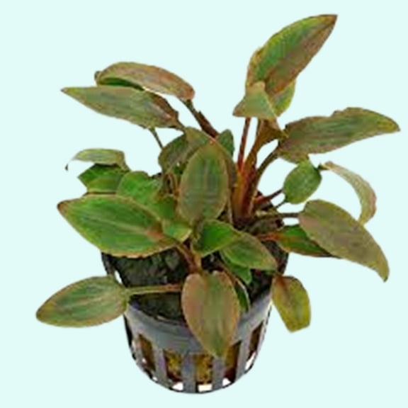 Canton Aquatics Live Cryptocoryne Wendtii Red Crypt Plant - Naturally Oxygenate The Water - Easy to Maintain Aquarium Plant - Rooted in 2" Pot - Dark Red BUY2 GET1 FREE