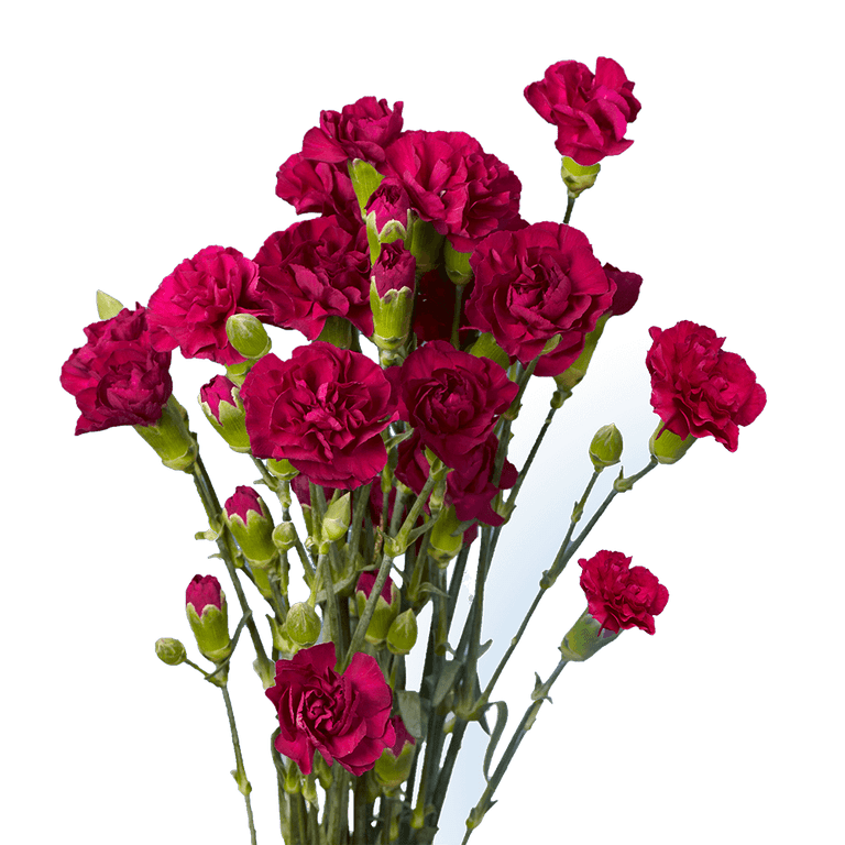 Loose Stem Purple Carnation Flower Delivery Glendale AZ - Elite Flowers &  Gifts