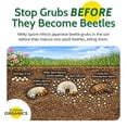 thumbnail image 2 of St. Gabriel Organics Milky Spore Powder Japanese Beetle Grub Control, 10 Oz, 2 of 6