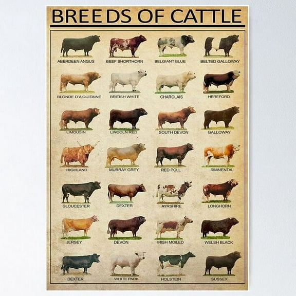 Kiloa Beef Cattle Breeds Educational Poster, 8x12 UNFRAMED