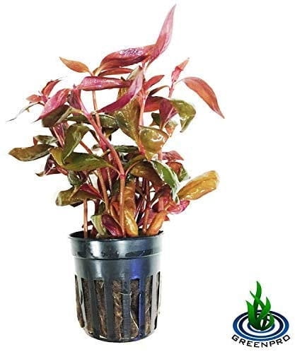 Alternanthera Lilacina Potted Live Aquarium Plants Easy Super Red Stems for Fish Tank Decorations