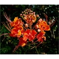 thumbnail image 2 of 10 RED BIRD Of PARADISE Caesalpinia Pulcherrima aka Pride of Barbados, Dwarf Poinciana, Peacock Flower Seeds, 2 of 10