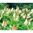 thumbnail image 2 of 100 WHITE MEADOWSWEET Spiraea Alba Narrow Leaved Queen of the Prairie Native Flower Shrub Seeds, 2 of 10