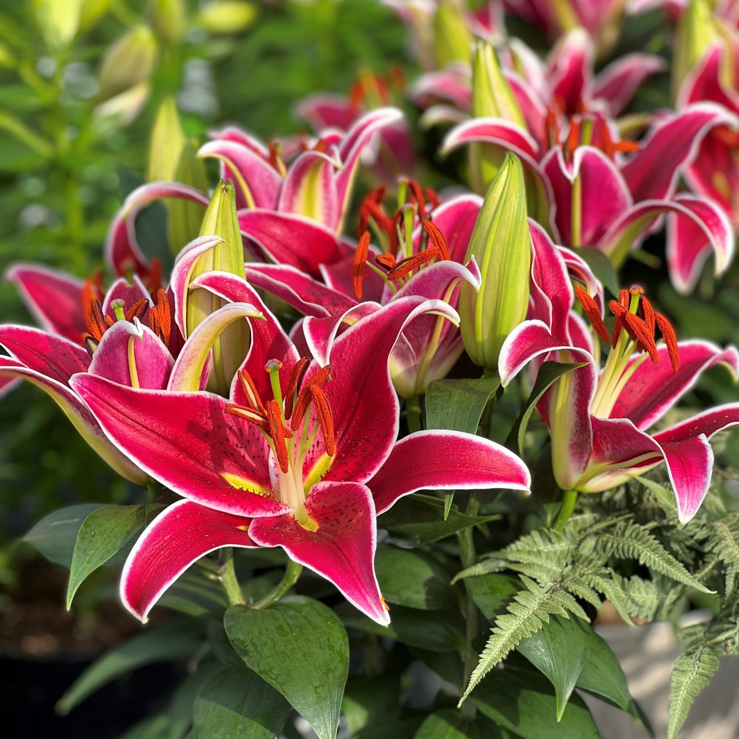 National Plant Network Lily LA Mixed Bulbs (10-Pack)