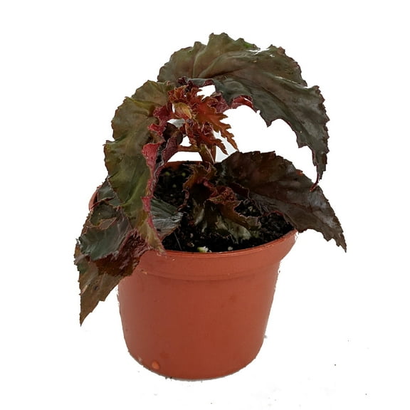 Concord Black Begonia Plant - 2.5" Pot - Terrarium/Fairy Garden/House Plant