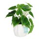 thumbnail image 2 of planta dec. blanca deluxe hoja grande, 2 of 6