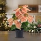 thumbnail image 1 of Decoración en maceta de flores artificiales de Navidad - Planta de plástico blanca y roja para mesa, salón, escalera - 12,6 pulgadas, 1 of 6