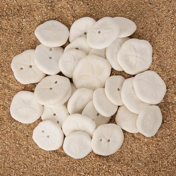 Sinkoo 30pcs Sand Dollars for Crafts 1-1.5", Real Natural White Sea Shells Bulk for Crafting, Small Seashells Sand Dollar Decor for Wedding Beach Party Decor DIY Craft