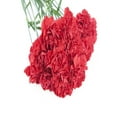 thumbnail image 2 of KaBloom :6 Red Carnations, Next-Day Delivery, Gift for Every Occasion., 2 of 5