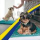 thumbnail image 5 of ® Shown on TV – Super Absorbent Microfiber Dog Door Mat for Muddy Paws, Non-Slip Washable Pet Rug, Quick Dry Chenille Entryway Carpet, Machine Washable Indoor Outdoor mat, Grey 30"x19", 5 of 5