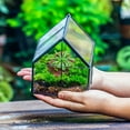 thumbnail image 3 of HLONK Terrarium Rectangulaire en Verre Résistant aux Intempéries avec Support pour Escargots - Serre pour Plantes d'Intérieur et d'Extérieur Idéale pour Succulentes et Petites Plantes Déco Maison et Jardin, 3 of 5