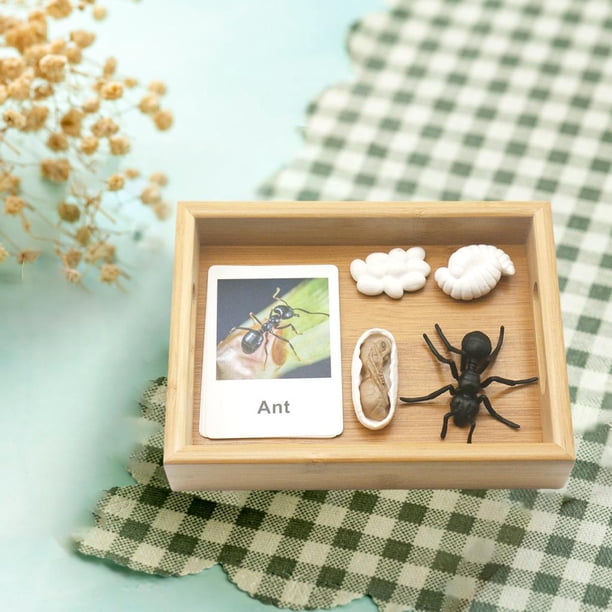 de Animal aprendizaje de imaginación juguetes educativos enseñanza de SIDA edad 3 4 5 CUTICAT juguetes de crecimiento de insectos para niños