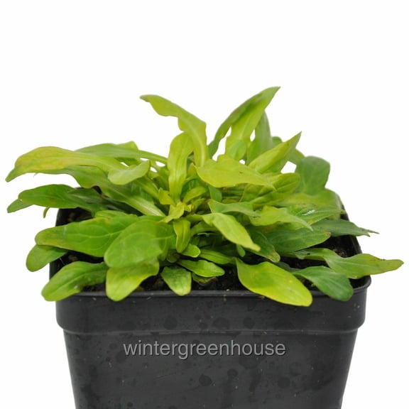 Ajuga Cordial Canary - Pot Size: 3.5in square - Shade Plants