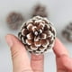 thumbnail image 2 of 12 piezas de piña nueva cultivada en pinos Ponderosa del Pacífico para decorar el árbol de Navidad NikouMX Muebles, 2 of 6