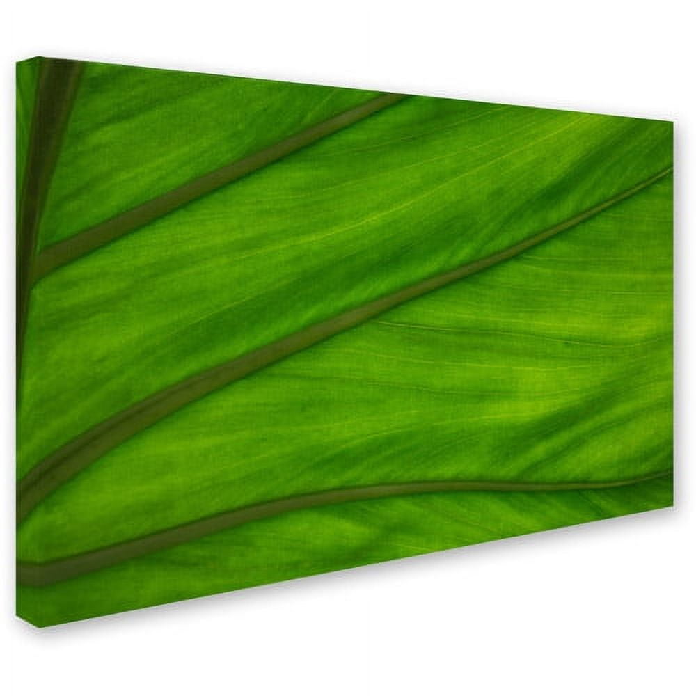 Trademark Fine Art "Green Elephant Ear Leaf Abstract" Canvas Art by Kurt Shaffer