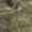 Mossy Oak Droptine, variant on NOMAD Youth Harvester NXT Hunting Jacket Mossy Oak Droptine Youth XL