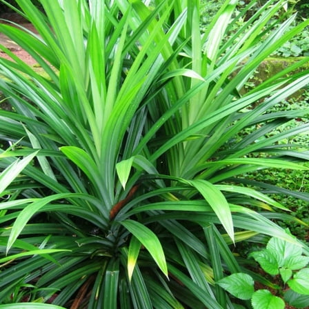 Pandan Plant Live 4-6" Tall - Pandanus Amaryllifolius - Fragrant Leaves Plant - Tropical Herb Plant