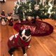 thumbnail image 5 of Suéteres Navidad Perro Suéteres de vacaciones Año Nuevo Suéter de Navidad Ropa para mascotas para perros pequeños y gatos MFZFUKR CPB-DE-LYY2109-6, 5 of 6