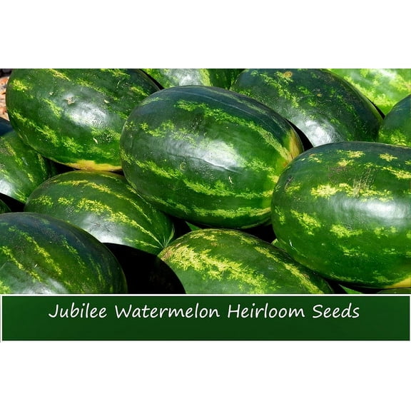 Watermelon Seeds- Jubilee Watermelon- 20 Heirloom Seeds