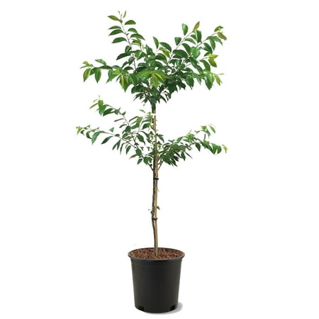 Expert Gardener 2-3 ft tall Yoshino White Flowering Cherry Live Tree in 5-Gallon Grower Pot