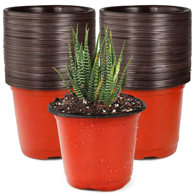 little succulent pots Cotyledon Papillaris Choco Line main image 1