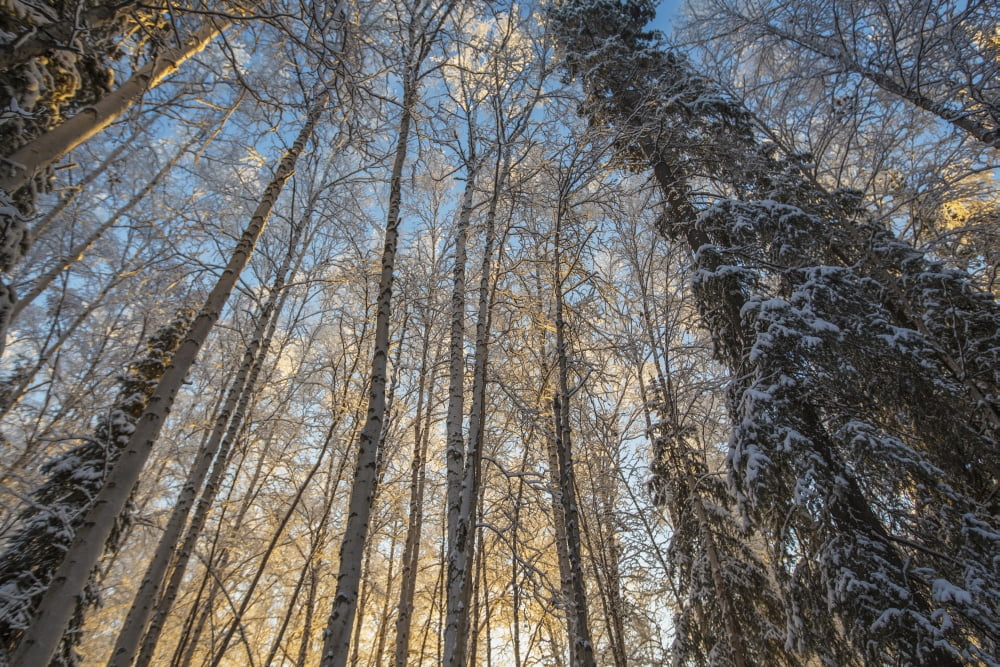 Sunrise illuminated the birch and spruce trees in the forest near Fairbanks on a winters morning in subzero temperatures Alaska United States of America Canvas Art - Zachary Sheldon Design Pics (38 x