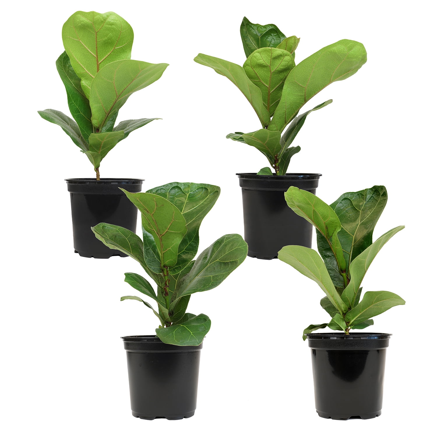 ELEMENT BY ALTMAN PLANTS 4 PACK OF 4.25" Ficus Lyrata Fiddle Leaf Fig Plant, House Plants Indoors Live Ficus Tree Live Plant, Fig Trees Live Plants Indoor Live Houseplants Fig Plants Live Planter Pot