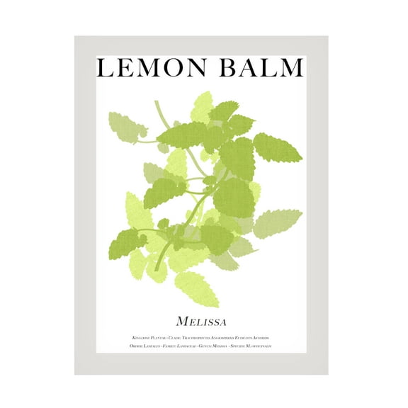 Trademark Fine Art Cartissi   Lemon Balm Canvas Wall Art