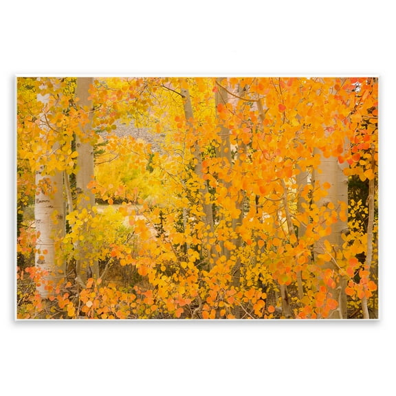 Stupell Industries Dense Birch Foliage Plants & Flowers Photography Unframed Art Print Wall Art, 15 x 10