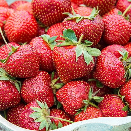Flavorfest Strawberry (Fragaria) Dormant Bare Root Starter Fruiting Plants (25-Pack)