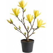 Yellow Bird Magnolia Live Plant, Yellow Flowering Magnolia Tree, Ornamental Deciduous Tree,1 Ft Tall Gal Pot