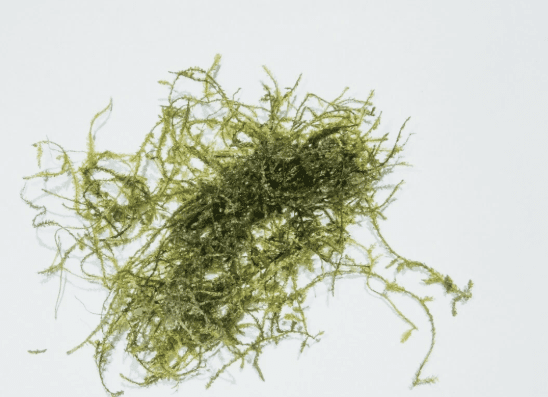 Christmas Moss Live Aquarium Plant – Freshwater Aquatic Moss for Fish Tank, Aquascaping & Planted Tanks, Easy Care Live Plant