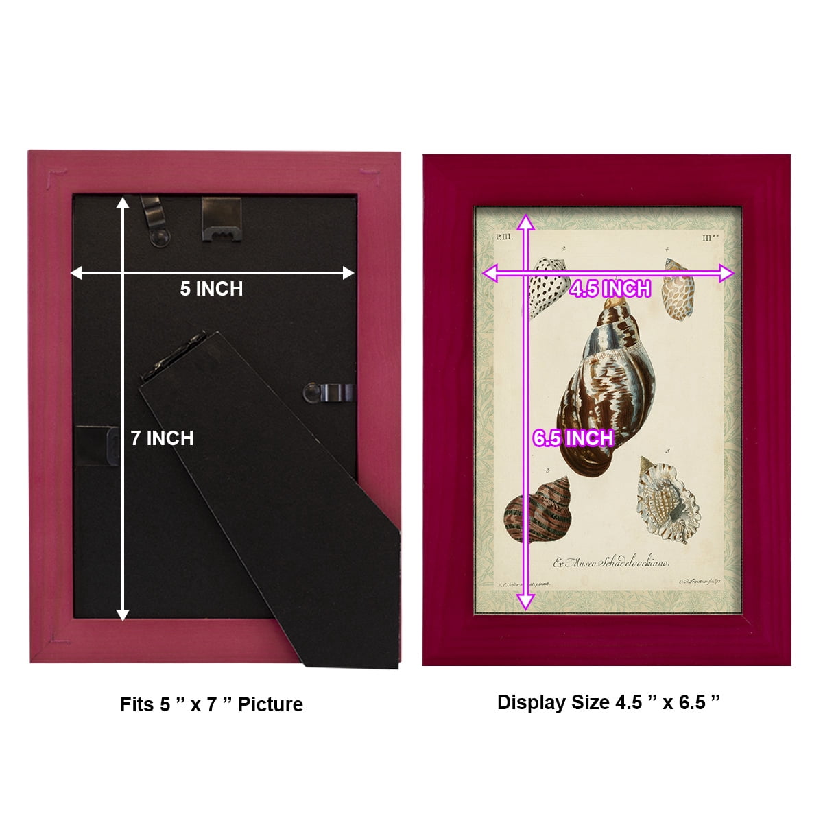 Bookplate Shells VII - Framed Print w/glass - Cherry Red