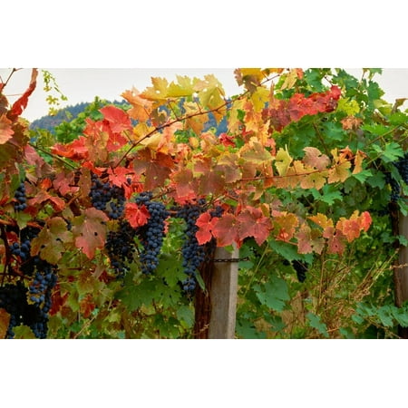 - Close-up of Cabernet Sauvignon grapes on vine in a vineyard, Callahan Ridge Winery, Umpqua Valle... Print Wall Art