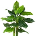 thumbnail image 3 of Northlight Potted Wide Taro Leaf Artificial Greenery Floor Plant - 47", 3 of 8