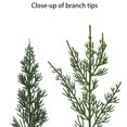 thumbnail image 2 of Puleo International 22" Artificial PE Cypress Christmas Wreath with Bow, 2 of 5