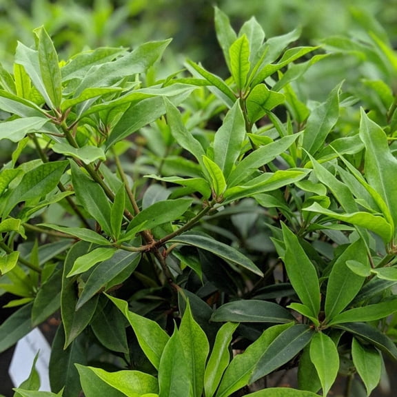 Florida Anise - Illicium floridanum