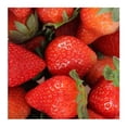 thumbnail image 3 of Fresas 454 g, 3 of 3