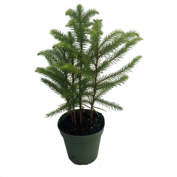 Norfolk Island Pine The Indoor Christmas Tree 4 Pot Walmart Com Walmart Com