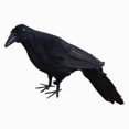 thumbnail image 1 of Accessoire de Robe Fantaisie Corbeau Plume Noir Réaliste, 1 of 5