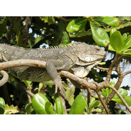 LAMINATED POSTER Nature Bonaire Iguana Beast Reptile Poster Print 11 x