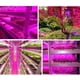 thumbnail image 2 of Luz de crecimiento LED, luz de crecimiento, barra de luz de planta impermeable de barrido manual inteligente de 3 metros Luz de crecimiento LED, barra de luz de planta impermeable de barrido manual inteligente de 3 metros oso de fresa Electrónica, 2 of 5