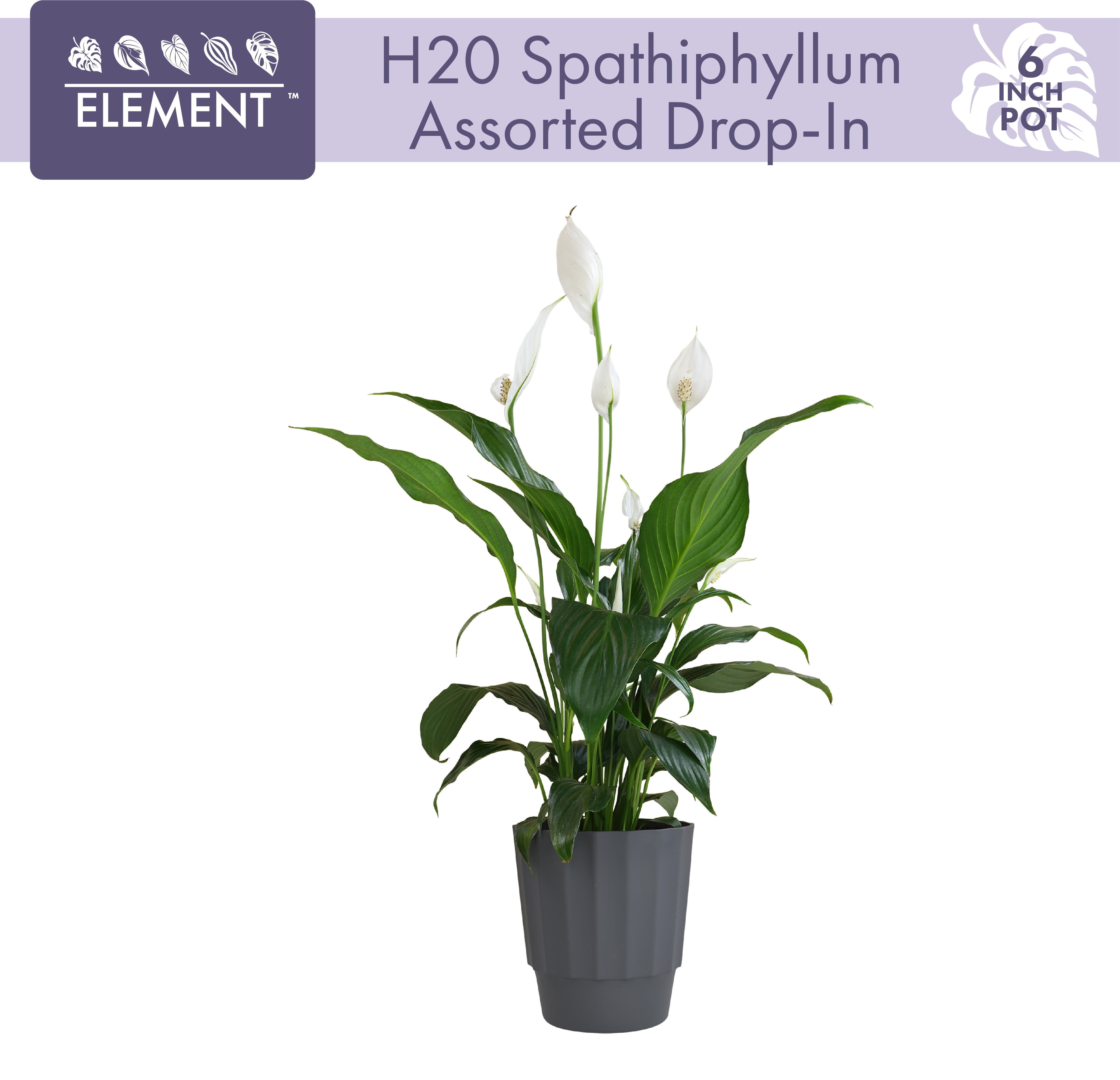 Element by Altman Plants 6in Peace Lily Spathiphyllum Plant in H20 Self ...