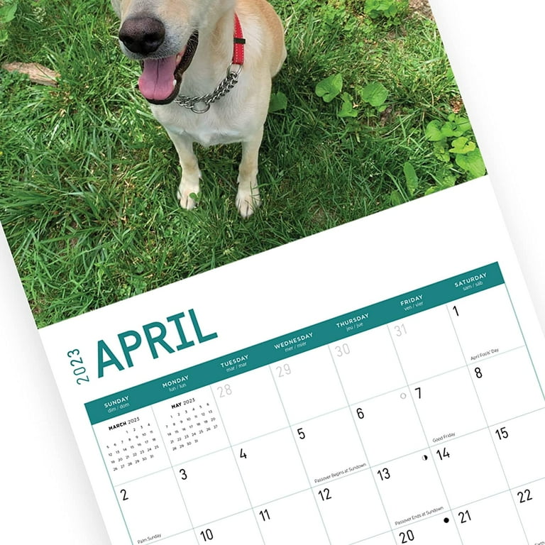 2023-rescue-dogs-monthly-wall-calendar-by-bright-day-calendars-for-a-cause-12-x-12-inch-walmart-com